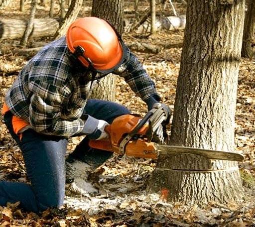 Tree Removal in Goodrich, MI